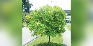 MITZI PEÑAFLORIDA PHOTO. Photos show a Catmon tree in the municipality of Santa Barbara, Iloilo.
