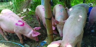 Some businesses in Iloilo source hogs from Negros Occidental and Antique due to lower farmgate prices of hogs in these two provinces. AJ PALCULLO/PN