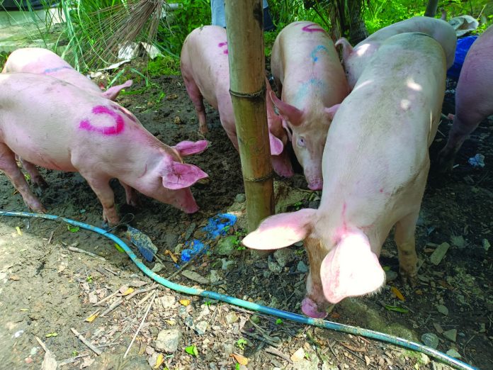 Some businesses in Iloilo source hogs from Negros Occidental and Antique due to lower farmgate prices of hogs in these two provinces. AJ PALCULLO/PN
