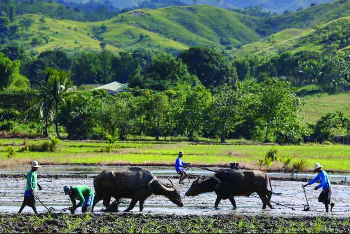 PH-WB_loan.JPG_resized Farmers along the Nueva Ecija-Aurora road take advantage of the good weather and start land preparations for the next rice planting cycle in this file photo. JIRE CARREON/ABS-CBN NEWS PHOTO