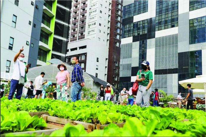 PH_growth.JPG_resized Photo shows the BGC Urban Farm in Taguig set up by in conjunction with the local government and advocacy groups to promote urban farming. JONATHAN CELLONA/ABS-CBN NEWS PHOTO