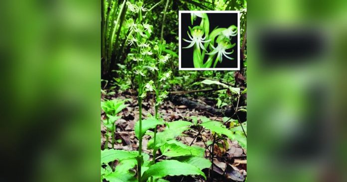 UPV_superimposed A ground orchid thrives at the Philippines Visayas campus in Miag-ao, Habenaria gibsonii var.foetida. UPV PHOTO
