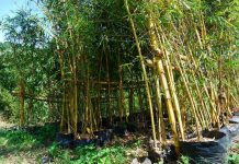 Iloilo turns to bamboo as new engine of green growth; province eyes 9,000 hectares for plantations Philippine Bamboo Industry Development Council says developing the bamboo industry will not only help investors but it also promises steady economic benefits to planters. Photo shows the Kawayan Farm in Barangay Halyhayin, Pililla, Rizal. RIZALPROVINCE.PH PHOTO
