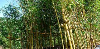 Philippine Bamboo Industry Development Council says developing the bamboo industry will not only help investors but it also promises steady economic benefits to planters. Photo shows the Kawayan Farm in Barangay Halyhayin, Pililla, Rizal. RIZALPROVINCE.PH PHOTO