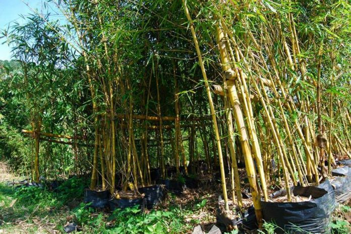 bamboo_bill_resized Philippine Bamboo Industry Development Council says developing the bamboo industry will not only help investors but it also promises steady economic benefits to planters. Photo shows the Kawayan Farm in Barangay Halyhayin, Pililla, Rizal. RIZALPROVINCE.PH PHOTO