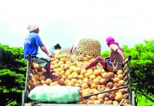 Invest in technology to ensure coco industry resilience, PCA told Coconut farmers transport dehusked coconuts in Quezon. Coconut production in the Philippines has increased by 1.6% from 3.20 million metric tons (MMT) in the first quarter of 2022 to 3.26 MMT in the first quarter of 2023, according to the Presidential Communications Office. PHOTO COURTESY OF INQUIRER.NET