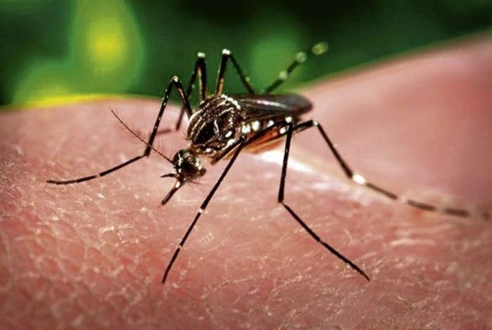 dengue_2_-_Inquirer_photo_resized