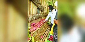 To position dragon fruit as an emerging high-value crop, the island province of Guimaras is staging a 10-day Dragon Fruit Festival beginning Aug. 4 at the provincial capitol grounds. PROVINCE OF GUIMARAS PHOTO