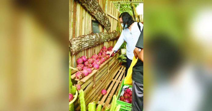 dragon fruit_superimposed To position dragon fruit as an emerging high-value crop, the island province of Guimaras is staging a 10-day Dragon Fruit Festival beginning Aug. 4 at the provincial capitol grounds. PROVINCE OF GUIMARAS PHOTO