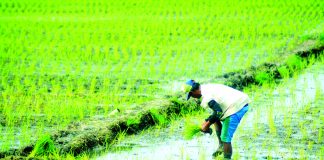 The Iloilo Provincial Health Office advises the public, especially farmers, with history of wading in farmlands or rice fields, especially for those with open wounds, to go to the Rural Health Unit immediately to avoid leptospirosis. PN FILE PHOTO