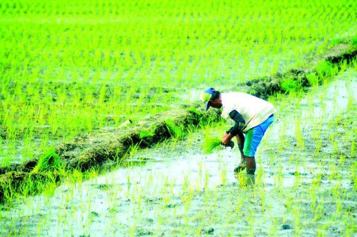 farmer_pic_resized The Iloilo Provincial Health Office advises the public, especially farmers, with history of wading in farmlands or rice fields, especially for those with open wounds, to go to the Rural Health Unit immediately to avoid leptospirosis. PN FILE PHOTO