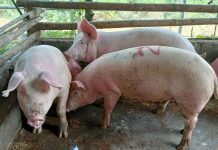 BAI OKs commercial rollout of Vietnam ASF vaccine