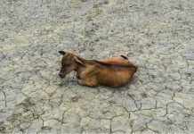 World sees hottest day since records began GROUND CRACKING. India has also felt the impacts of heat and drought. Photo shows a parched farm and am emaciated cow with no grass to graze due to a long dry spell. NURPHOTO