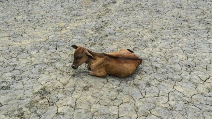 hot_resized GROUND CRACKING. India has also felt the impacts of heat and drought. Photo shows a parched farm and am emaciated cow with no grass to graze due to a long dry spell. NURPHOTO