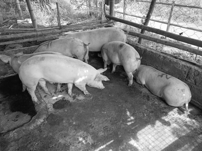 negocc_pic_resized The provincial government of Negros Occidental assured Negrenses that hog diseases, particularly hog cholera and African Swine Fever, were being contained. PN PHOTO