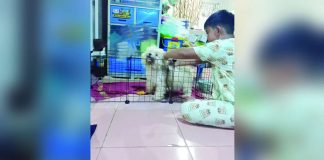 With cases of animal bites rising, the Iloilo Provincial Health Office is campaigning for responsible pet ownership. Pets must be vaccinated against rabies. They must also be leashed or placed in cages.