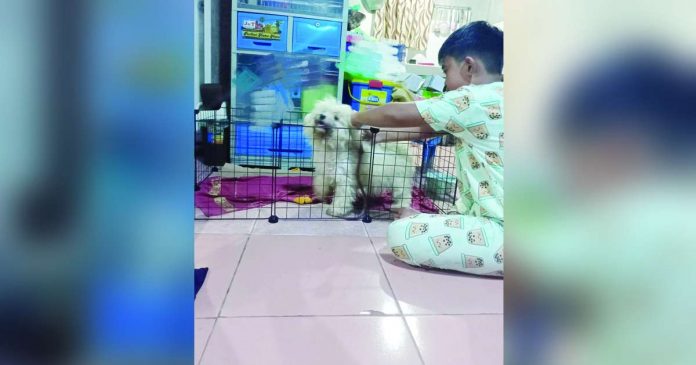 pet dog_superimposed With cases of animal bites rising, the Iloilo Provincial Health Office is campaigning for responsible pet ownership. Pets must be vaccinated against rabies. They must also be leashed or placed in cages.