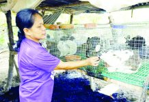 DAR promotes rabbit meat production to farmers Rabbit raiser Mercy Andres-Biala shows her herds of rabbit for meat source. PHOTO COURTESY OF PCAF.DA.GOV.PH