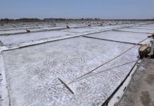 DA works with private sector, Congress for salt industry dev’t Under House Bill 8278, or the proposed Philippine Salt Industry Development Act, salt is classified as a basic agricultural product with all its necessary legal and regulatory implications. Photo shows the Borlongan Aqua Salt Farm in Barangay Banog Norte, Bani, Pangasinan. PNA PHOTO BY JOEY O. RAZON