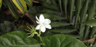 The Philippines’s national tree is the prickly narra and the national flower is the single sampaguita. WIKIPEDIA PHOTO