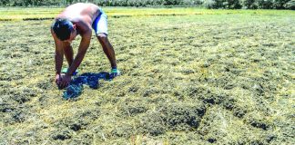 PARCHED EARTH. Water scarcity looms with the onset of the El Niño characterized by a long dry spell. Western Visayas braces for the impacts of the climate phenomenon on agriculture such as parched farms and low irrigation water supply. PN PHOTO