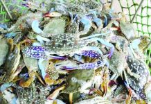 The production of blue crabs was down by 19.1% in the second quarter of 2023, data from the Philippine Statistics Authority showed. PN PHOTO