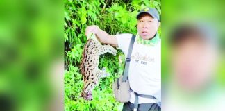 A Visayan leopard cat, considered a vulnerable species, was found dead in Laua-an, Antique on Friday, Aug. 18. Its cause of death is unknown. BISAYANG MANGUNGUMA VIA FLORD NICSON CALAWAG FB