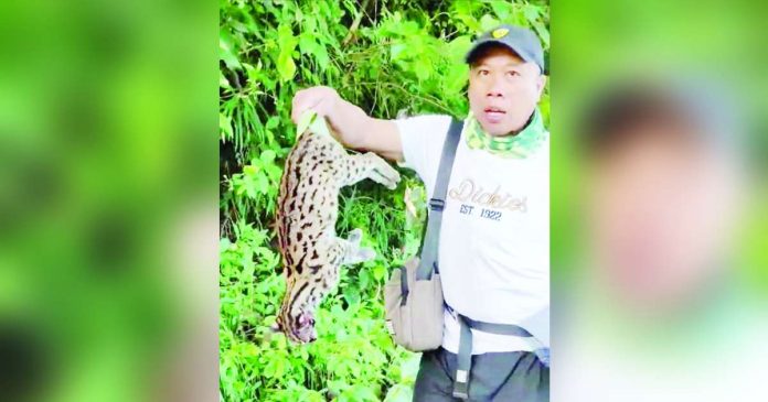 Visayan leopard 1_superimposed A Visayan leopard cat, considered a vulnerable species, was found dead in Laua-an, Antique on Friday, Aug. 18. Its cause of death is unknown. BISAYANG MANGUNGUMA VIA FLORD NICSON CALAWAG FB