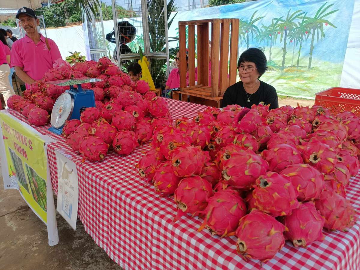 Guimaras dragon fruit production increases, festival a big help
