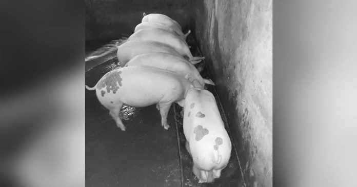 hog deaths_superimposed The Provincial Veterinary Office of Negros Occidental recorded a steady decline in hog mortalities. RAZ FRANCISCO PHOTO VIA TALISAY CITY, NEGOCC ONLINE MARKET