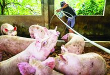 NegOcc gov’t to distribute hog cholera vax today