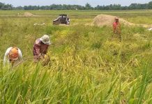 Negros Occ. 84% rice sufficient at the moment To close the supply-and-demand gap, the provincial government of Negros Occidental promotes farm-level productivity interventions through the Dagyaw Project. “Even though we started this project in September of last year only, rice production has increased significantly,” says Gov. Eugenio Jose Lacson.