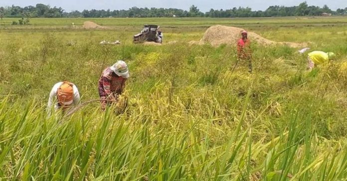 negros_rice_resized To close the supply-and-demand gap, the provincial government of Negros Occidental promotes farm-level productivity interventions through the Dagyaw Project. “Even though we started this project in September of last year only, rice production has increased significantly,” says Gov. Eugenio Jose Lacson.