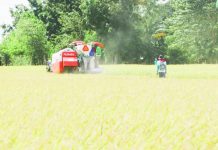 Early palay harvest to boost rice supply, stabilize prices The Department of Agriculture says palay harvest, which will peak in late September to October this year, will contribute largely to the country's production in July to December pegged at about 11.5 million metric tons. DEPARTMENT OF AGRICULTURE PHOTO