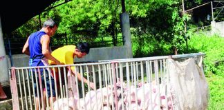 The Department of Agriculture is distributing sentinel piglets in areas where there are no more reported cases of the African Swine Fever. In Iloilo, Ajuy and Santa Barbara towns are ready for the sentinelling program. DEPARTMENT OF AGRICULTURE PHOTO