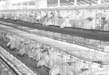 Groups call for more extensive discussion on poultry industry with Marcos The Philippine Rural Reconstruction Movement says a temporary moratorium on poultry imports should be done amid the oversupply of chicken in the market. PHOTO