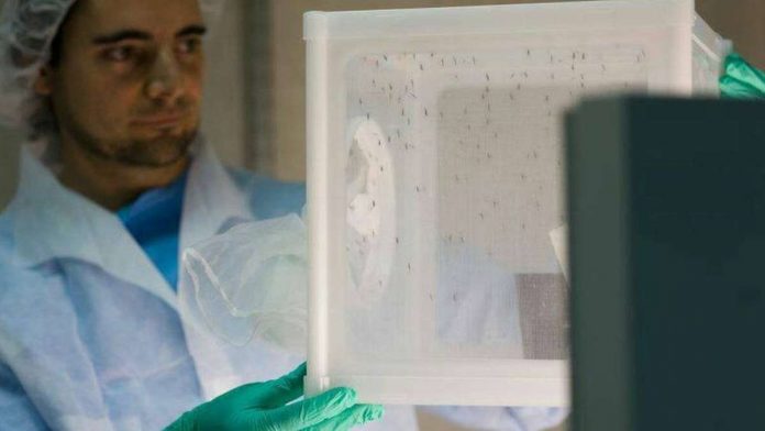 spain_resized Scientists are researching ways of preventing mosquitoes spreading malaria at a laboratory in Spain. GSK