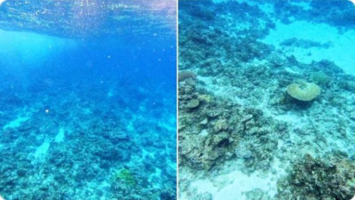 In this photo of the courtesy of AFP Wescom, corals in the previously abundant coral reef area of Rozul Reef are disappearing.