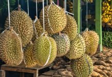 Supply constraints limit PH fruit exports to China Philippine durian smells of good opportunities in the Chinese market. However, supply constraints limit Philippine durian farmers to maximize their potential in the world's largest consumer market, the Department of Trade and Industry officials said on Tuesday, Sept. 19. PNA FILE PHOTO