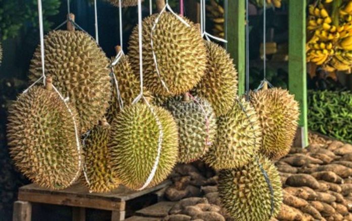 PH_fruit_resized Philippine durian smells of good opportunities in the Chinese market. However, supply constraints limit Philippine durian farmers to maximize their potential in the world's largest consumer market, the Department of Trade and Industry officials said on Tuesday, Sept. 19. PNA FILE PHOTO