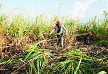 United Nations’ Food and Agriculture Organization Sugar Price Index in August this year rose by 1.3 percent from July, mainly triggered by heightened concerns over the impact of the El Niño phenomenon on sugarcane crops. PHOTO COURTESY OF PNA
