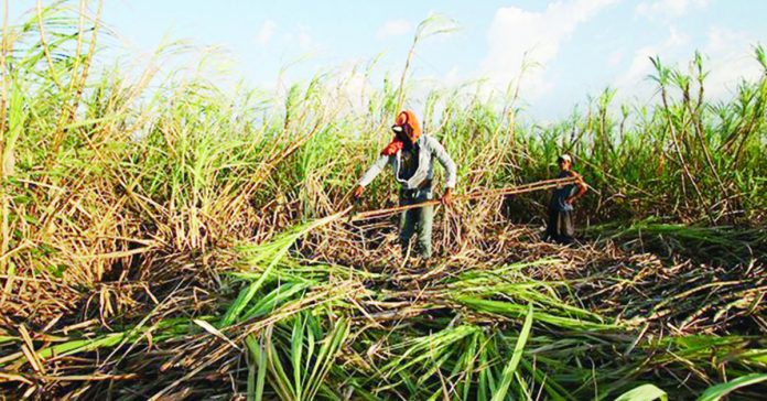 PH_prices_resized United Nations’ Food and Agriculture Organization Sugar Price Index in August this year rose by 1.3 percent from July, mainly triggered by heightened concerns over the impact of the El Niño phenomenon on sugarcane crops. PHOTO COURTESY OF PNA