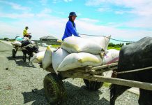 Use of drones, mechanization urged for agri Workers take advantage of the good weather to harvest and transport palay crops along a highway in Guimba, Nueva Ecija. JONATHAN CELLONA/ABS-CBN FILE PHOTO