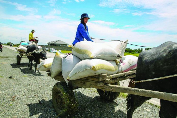 Workers take advantage of the good weather to harvest and transport palay crops along a highway in Guimba, Nueva Ecija. JONATHAN CELLONA/ABS-CBN FILE PHOTO