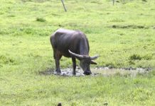 The Department of Agriculture has begun distributing several “packages” to select farmers’ cooperatives. Each “package” consists of 25 live carabaos, which can be raised and eventually use for milking. PNA FILE PHOTO BY JOEY RAZON