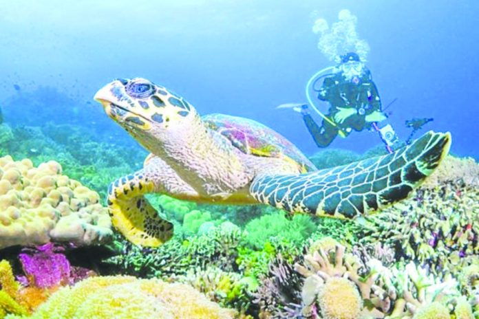diving_resized Diving with a green sea turtle is one of the main attractions on Apo Island off Dauin, Negros Oriental. These turtles breed along the beaches of the island and feed in its waters. PHOTO COURTESY OF DIVE7 DEPARTMENT OF TOURISM-CENTRAL VISAYAS