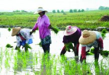 Farm lands shrank in past decades – PSA Farm lands for rice in the Philippines have shrunk by 48 percent since 1980, data from Center for Agrarian Reform and Rural Development showed. DA PHOTO