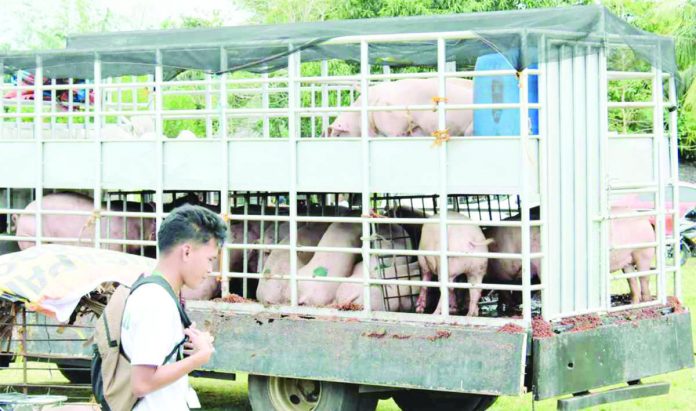 negocc_pic_resized Hogs exported by Negros Occidental drop to 3,000 heads this month from around 10,000 heads in July this year. NEGROS OCCIDENTAL GOV’T PHOTO