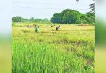 Palay harvest now starts in Iloilo province. The harvest season is expected to stabilize rice prices. DWAYNE FRANCIS MORBO FACEBOOK PHOTO