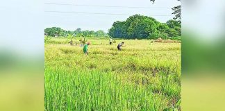 Palay harvest now starts in Iloilo province. The harvest season is expected to stabilize rice prices. DWAYNE FRANCIS MORBO FACEBOOK PHOTO